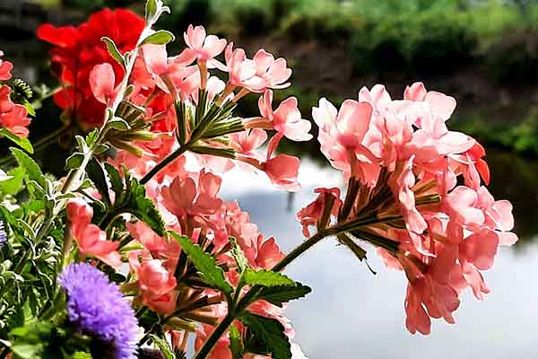 Photo:  Mother’s Day Features
